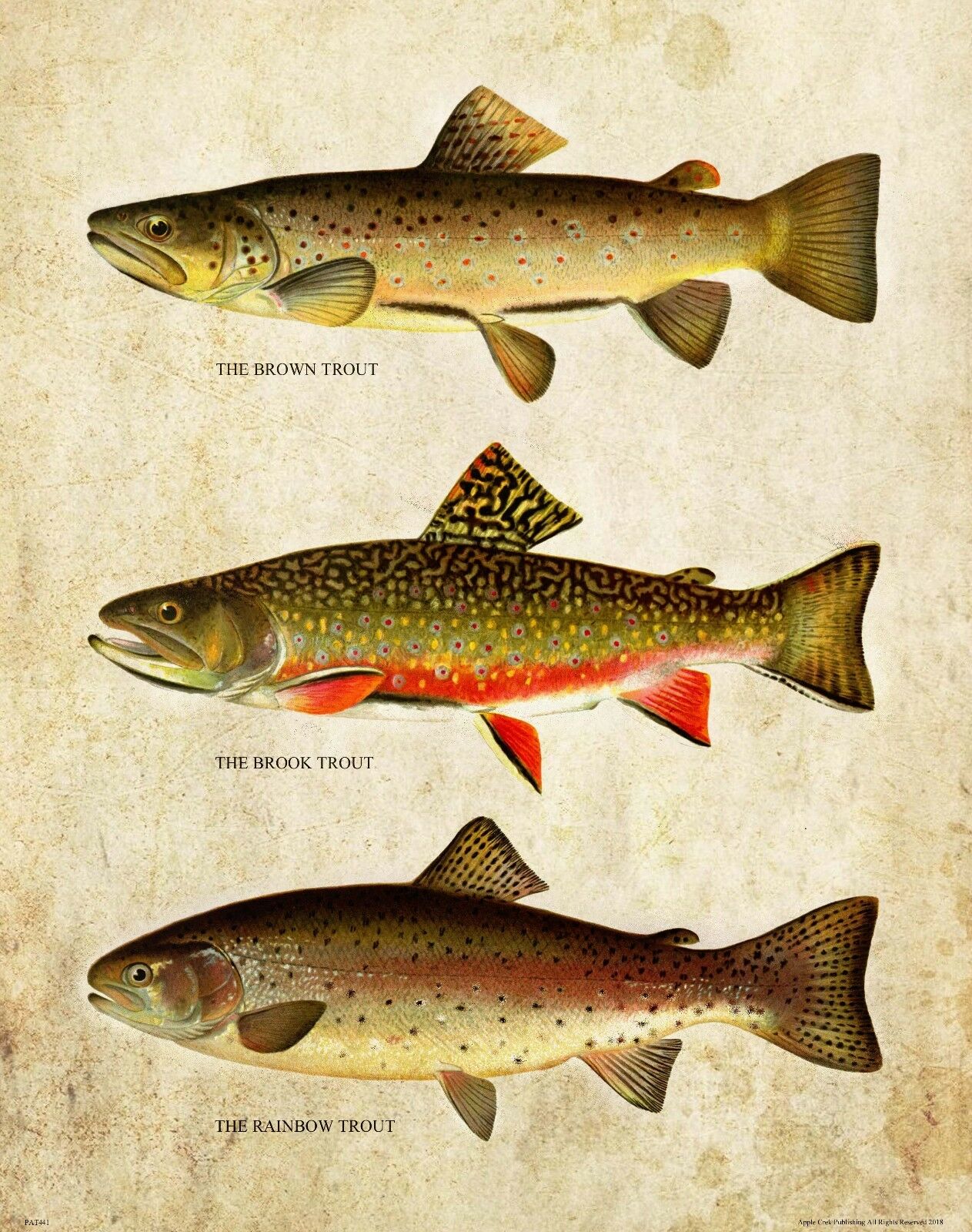 Aquarium Fish Poster - Vintage Alabalık Sinek Balıkçılık sanat resmi