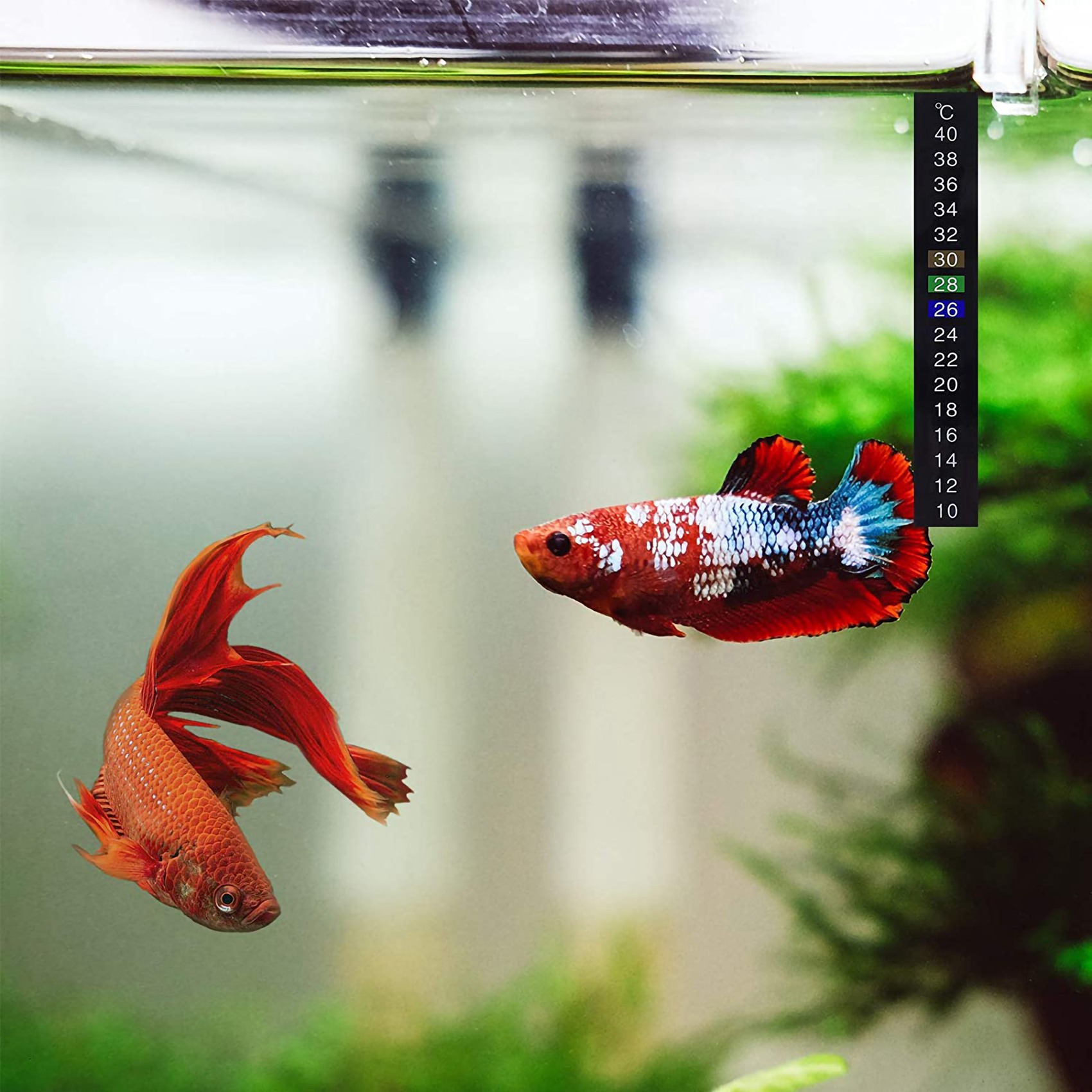 A26F-12 Adet Taşınabilir Balık - Aquarium Thermometer incelemesi ve fiyatı
