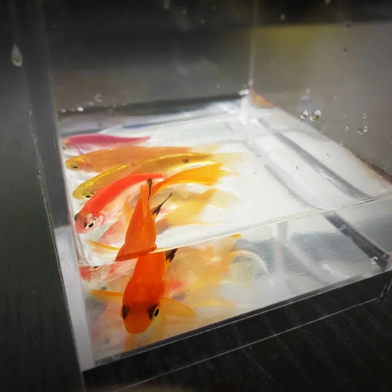 Mistik Akvaryum Sihirbazlık Nu - Aquarium Fish For Beginners incelemesi ve fiyatı