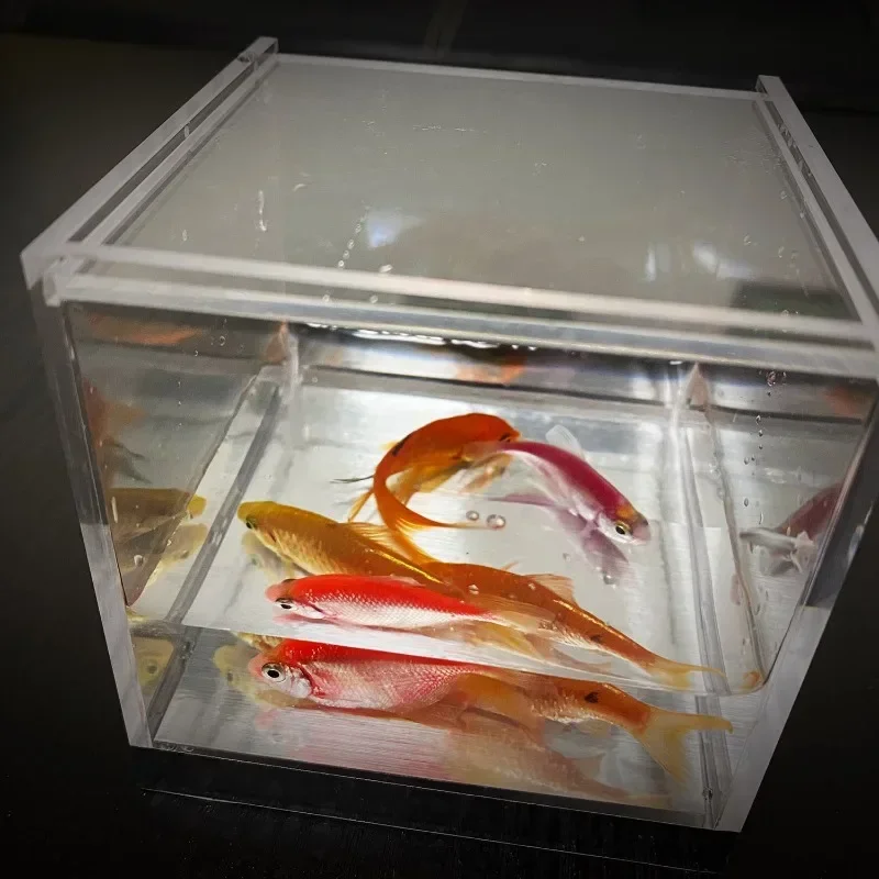 Mistik Akvaryum Sihirbazlık Nu - Aquarium Fish For Beginners incelemesi ve fiyatı