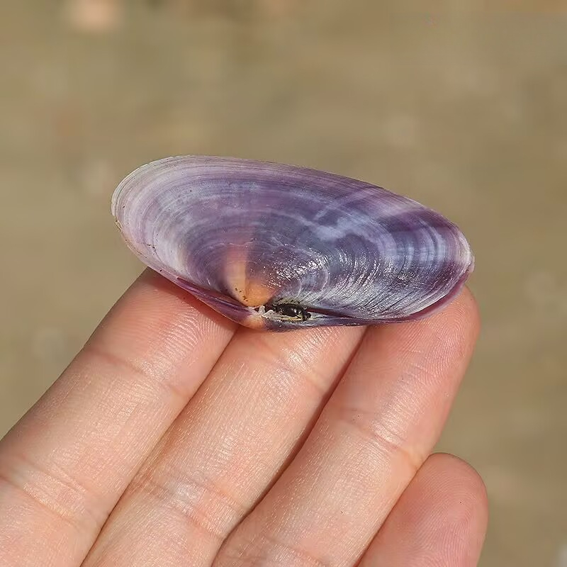 Uzun Mor Deniz Tarağı Doğal Ka - Aquarium Fish Long incelemesi ve fiyatı
