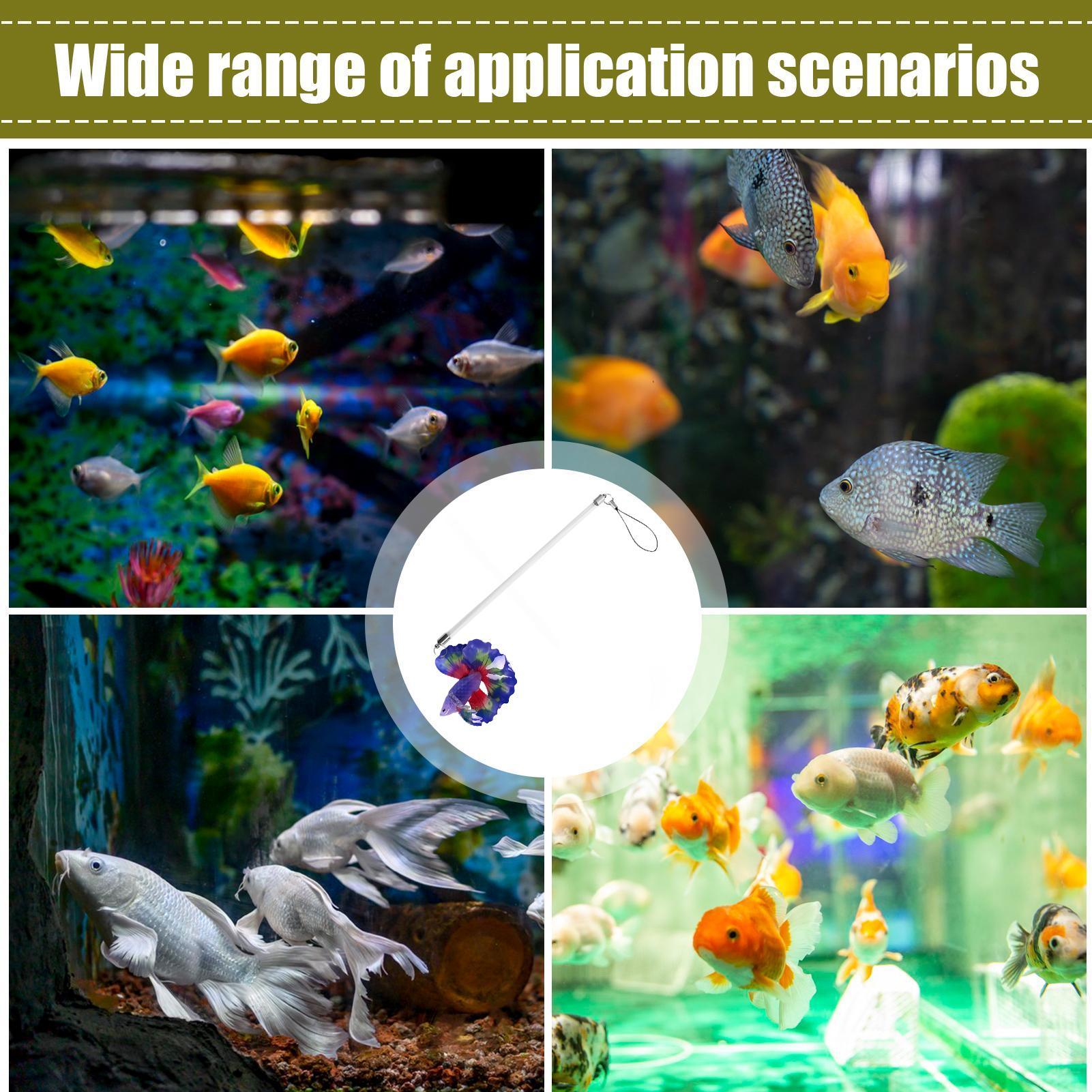 Balık Eğitim Çubuğu Betta İçin - Aquarium Fish For Beginners incelemesi ve fiyatı